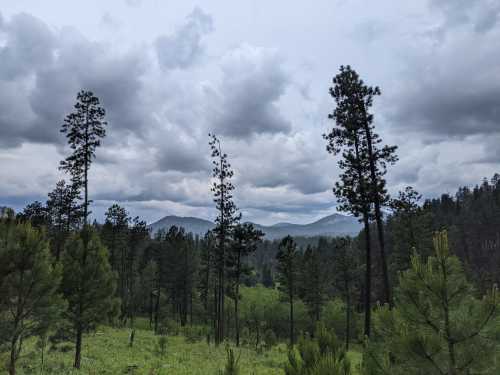 A scenic view of tall pine trees with mountains in the background under a cloudy sky.