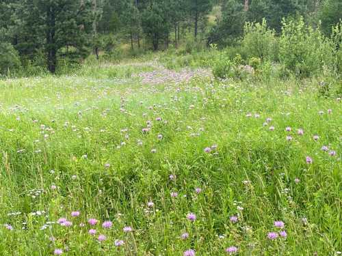 A lush green field dotted with purple wildflowers, surrounded by trees and a serene natural landscape.