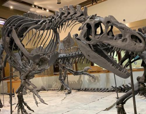 A close-up of dinosaur skeletons displayed in a museum, showcasing intricate bone structures and details.