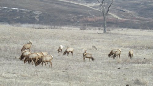 A herd of elk grazing in a grassy field with sparse trees and rolling hills in the background.