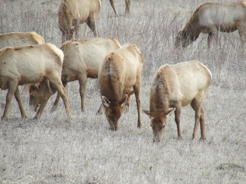 A herd of elk grazing on dry grass in a grassy field.