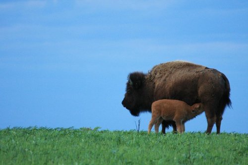 A bison and its calf stand on a grassy field, with the calf nursing from its mother against a blue sky.