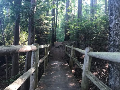 A wooden bridge over a path in a lush, green forest with tall trees and dappled sunlight.