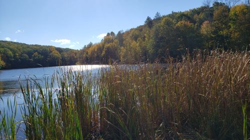A serene lake surrounded by trees with autumn foliage, framed by tall grasses in the foreground.
