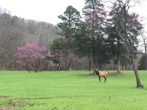 A lone elk stands in a green field surrounded by trees with pink blossoms and a forested background.