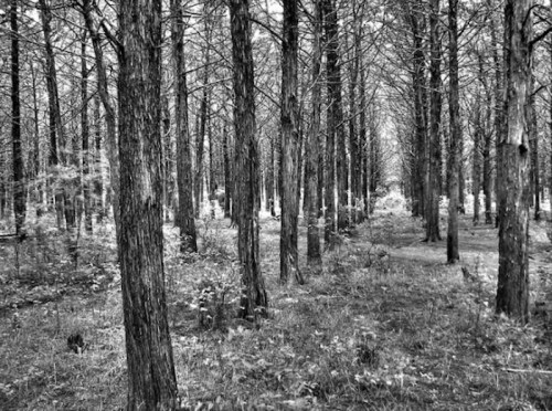 A black and white image of a dense forest with tall trees and a visible path through the underbrush.