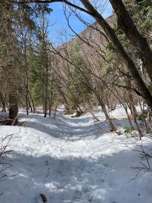 A snowy path winding through a forest with bare trees and patches of green under a clear blue sky.