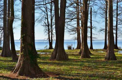 A serene lakeside scene with tall trees and a calm water surface in the background under a clear blue sky.