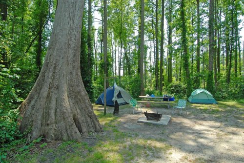 A campsite in a forest with two tents, a picnic table, and a fire pit surrounded by tall trees.