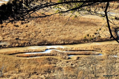 Aerial view of a grassy landscape with a winding stream and patches of water, framed by trees in the foreground.