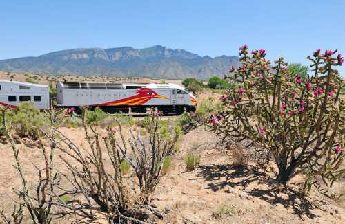 A train passes through a desert landscape with blooming cacti and mountains in the background under a clear blue sky.