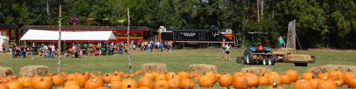 A pumpkin patch with orange pumpkins in the foreground, a crowd, and a train in the background on a sunny day.