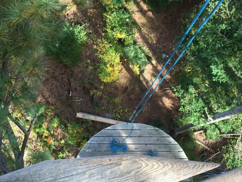 View from a wooden platform high in a tree, overlooking a forested area with green foliage and a dirt path below.