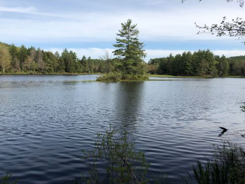 A serene lake surrounded by trees, featuring a small island with a single tall pine tree.