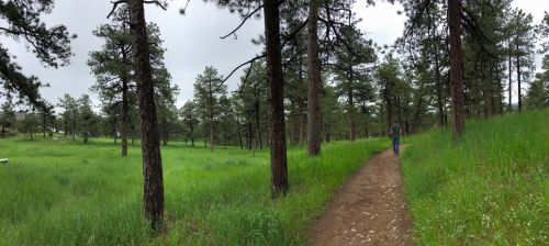 A winding dirt path through a lush green forest with tall pine trees under a cloudy sky.