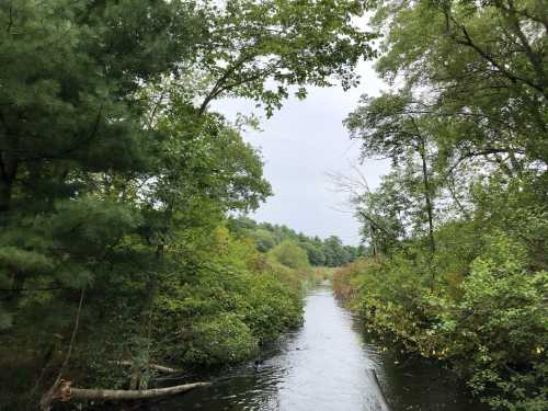 A serene river flows through lush greenery, framed by trees under a cloudy sky.