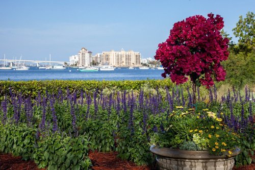A vibrant flower pot with pink blooms in the foreground, overlooking a serene waterfront with boats and buildings in the background.