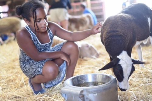 A young girl in a dress kneels beside a calf, gently petting it in a barn filled with straw and other animals.