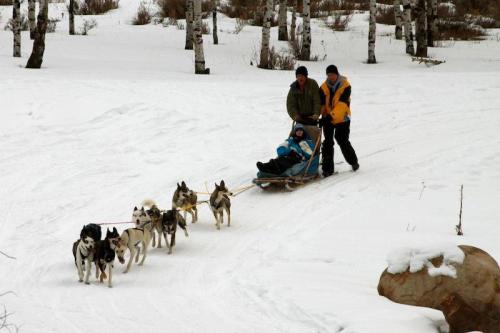 Two people pull a sled with a child through a snowy landscape, led by a team of dogs. Birch trees are in the background.