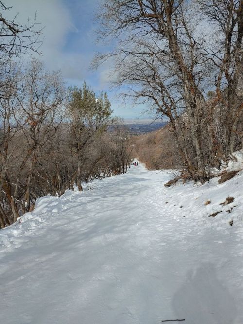 A snowy path lined with bare trees, leading into the distance under a partly cloudy sky.