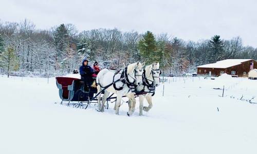 A horse-drawn sleigh with two white horses travels through a snowy landscape, surrounded by trees and a rustic barn.