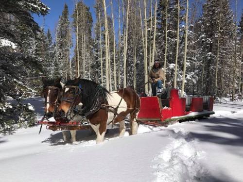 A horse-drawn sleigh in a snowy forest, with a driver seated on the sleigh amidst tall trees.