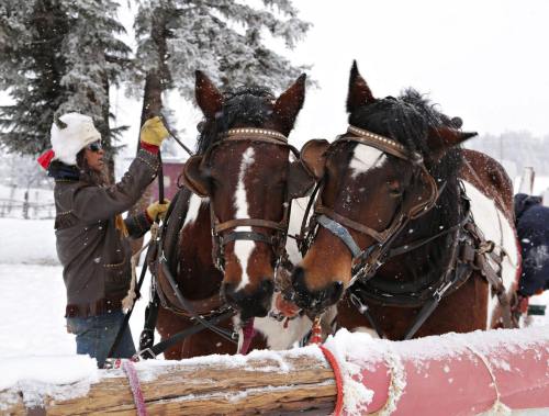 A person in winter attire stands beside two horses in a snowy landscape, preparing for a winter activity.