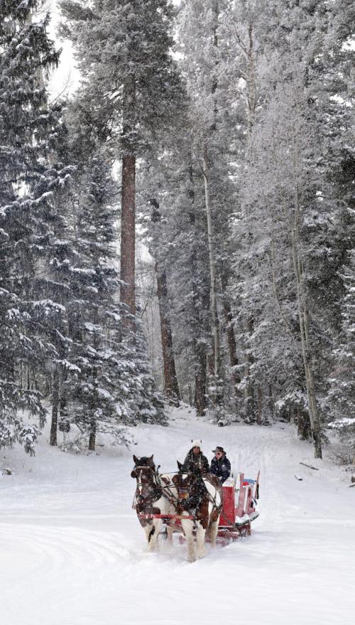 A horse-drawn sleigh travels through a snowy forest, surrounded by tall trees and falling snowflakes.