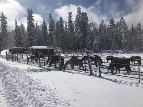 Horses grazing in a snowy pasture with a red barn and tall trees in the background under a cloudy sky.