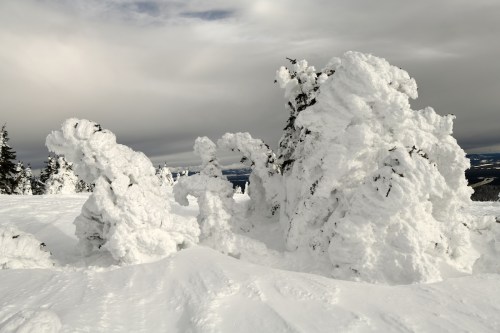 Snow-covered trees shaped by wind, creating unique, frosty formations against a cloudy sky.