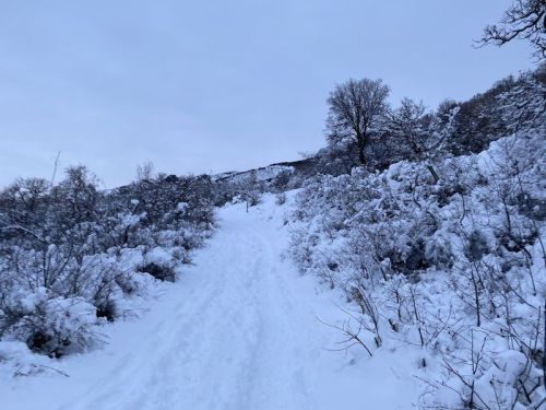 A snowy path winds through a winter landscape, flanked by snow-covered bushes and trees under a gray sky.