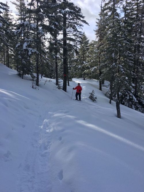A person in a red jacket walks on a snowy trail surrounded by tall evergreen trees.