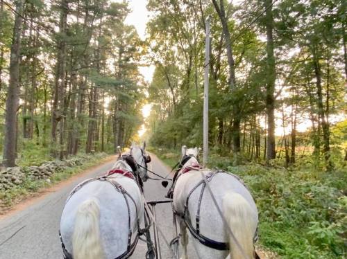 Two white horses pull a carriage down a tree-lined road, with sunlight filtering through the leaves.