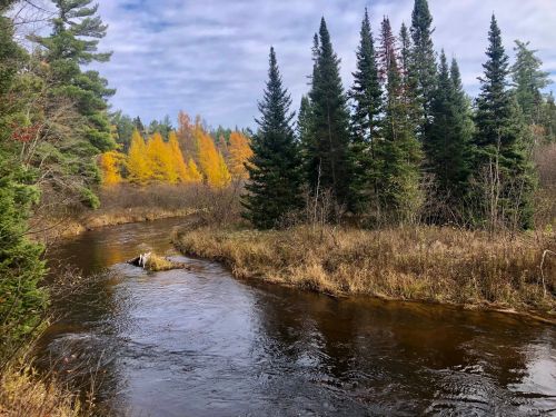 A serene river winding through a forest with green pines and vibrant yellow autumn trees under a cloudy sky.