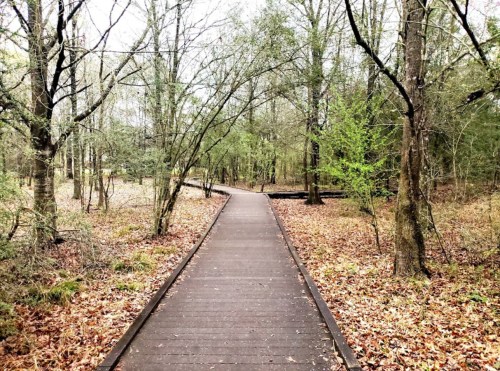 A wooden pathway winds through a forest with trees and fallen leaves, creating a serene, natural setting.