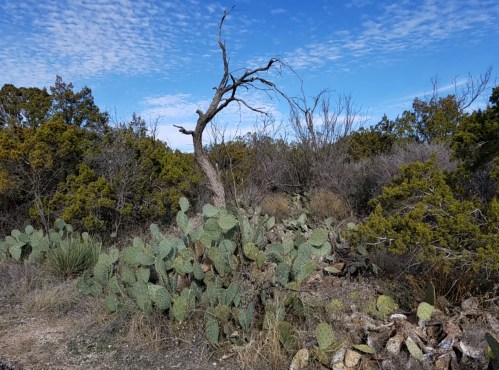 A desert landscape featuring prickly pear cacti, a bare tree, and scattered shrubs under a blue sky with clouds.