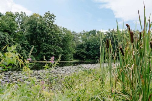 A serene pond surrounded by lush greenery and tall grasses under a partly cloudy sky.