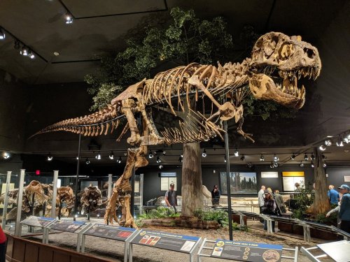 A large dinosaur skeleton on display in a museum, surrounded by informative exhibits and visitors.