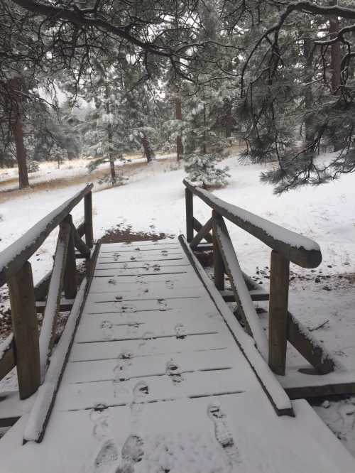 A snowy wooden bridge surrounded by trees, with footprints leading across the snow-covered path.