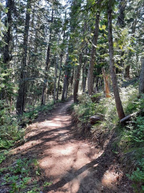 A winding dirt path through a lush green forest, surrounded by tall trees and dappled sunlight.