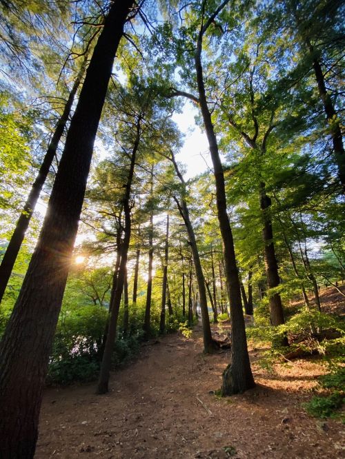 Sunlight filters through tall trees along a serene forest path, surrounded by lush greenery.