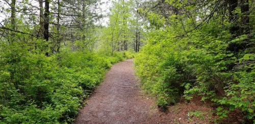 A winding dirt path through lush green foliage and trees in a serene forest setting.
