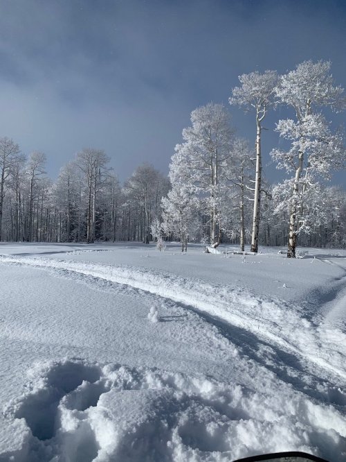 A snowy landscape with tall, frosted trees and a clear blue sky, featuring fresh snow covering the ground.