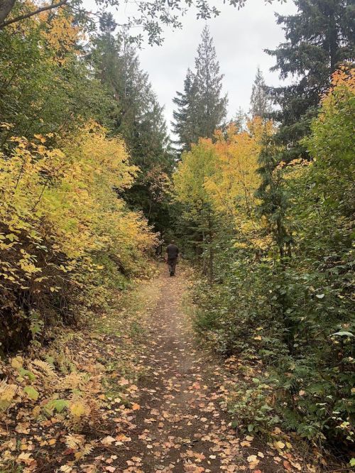 A person walking down a forest path surrounded by trees with autumn leaves in shades of yellow and orange.