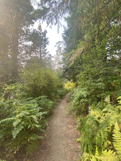 A narrow dirt path surrounded by lush green ferns and trees, leading into a serene forest.