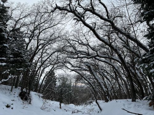 A snowy landscape with bare trees arching overhead, creating a natural tunnel effect in a winter scene.