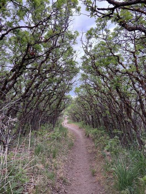 A winding dirt path surrounded by lush green trees, creating a natural tunnel effect in a serene forest setting.