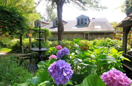A vibrant garden with colorful hydrangeas and a fountain, set against a rustic wooden building and lush greenery.