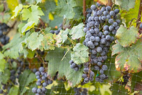 Clusters of dark grapes hanging from green vines, protected by a net, surrounded by lush leaves.