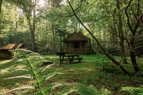 A serene forest scene featuring a wooden cabin, picnic table, and lush greenery with sunlight filtering through the trees.